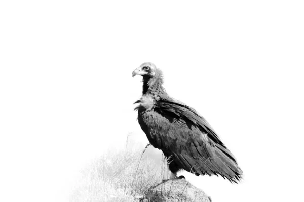 Cinereous Vulture Aegypius Monachus Also Known Black Vulture Monk Eurasian — Stock Photo, Image