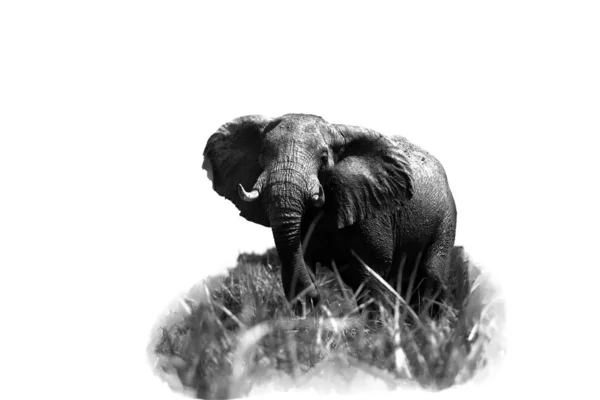 Słoń Afrykański Loxodonta Africana Duży Samiec Odosobnionym Portrecie — Zdjęcie stockowe