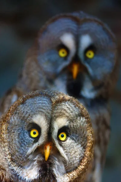 Gran Búho Gris Gran Búho Gris Strix Nebulosa Retrato Con —  Fotos de Stock