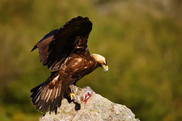 Águila Imperial Española Aquila Adalberti También Conocida Como Águila Imperial —  Fotos de Stock