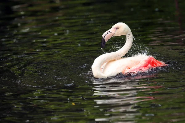 Великий Фламінго Phoenicopterus Roseus Очищення Воді Краплями Води — стокове фото