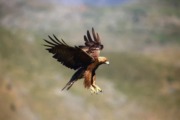 Χρυσός Αετός Aquila Chrysaetos Που Πετά Πάνω Από Βράχο Αρσενικό — Φωτογραφία Αρχείου
