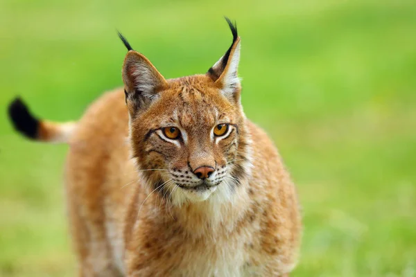 Der Eurasische Luchs Lynx Lynx Porträt Eurasischer Luchs Porträt Luchs — Stockfoto