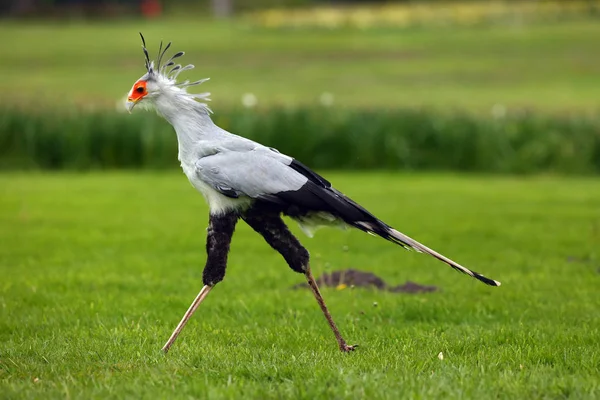 Sekreter Kuş Veya Sekreter Kuş Yay Yay Yılan Yeşil Geçmişi — Stok fotoğraf