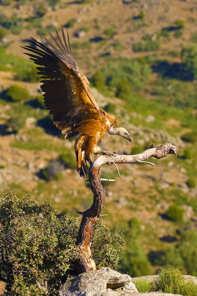 Griffon Vulture Gyps Fulvus Sitting Branch Colorful Background Vulture Mountains — 스톡 사진