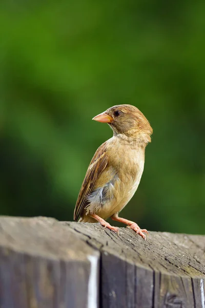 Hussparven Passer Domesticus Sitter Påle Ett Trästaket — Stockfoto