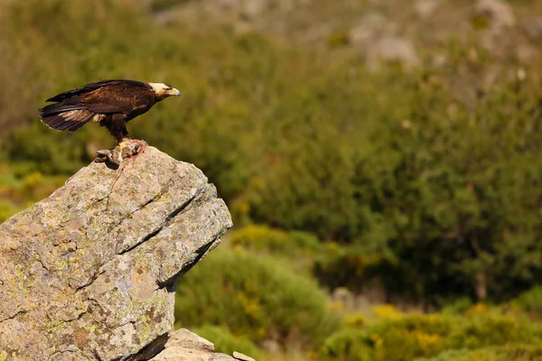 Spanish Imperial Eagle Aquila Adalberti Also Known Iberian Imperial Eagle Royalty Free Stock Images