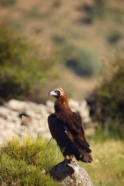 Cinereous Vulture Aegypius Monachus Also Known Black Vulture Monk Eurasian Royalty Free Stock Images