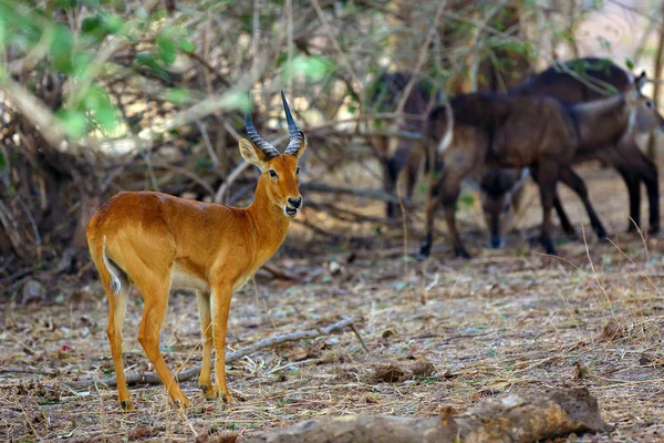 Puku Kobus Vardonii Senganus Samec Stojící Lese Pozadí Waterbuck Antilopa — Stock fotografie