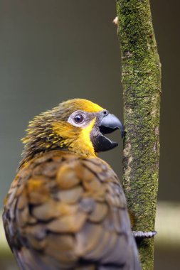 Kahverengi lori (Chalcopsitta duivenbodei), Duyvenbode lorisi olarak da bilinir..