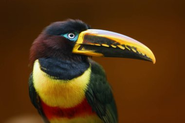 Kestane kulaklı Aracari, ya da kestane kulaklı Aracari (Pteroglossus Castanotis) portresi.