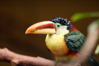 Dalda oturan kıvrımlı ibikli aracari (Pteroglossus beauharnaesii) olarak da bilinir. Aracari portresi.