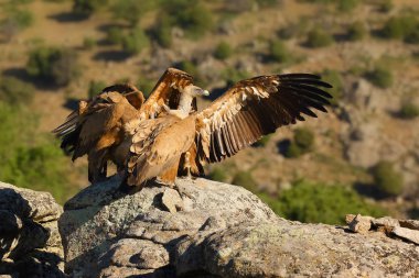Griffon akbabası (Gyps fulvus) yeşil arka planda kayanın üzerinde oturuyor. İspanyol dağlarındaki kayalıklarda akbabalar.