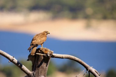 Renkli arkaplanda oturan yaygın akbaba (Buteo buteo).