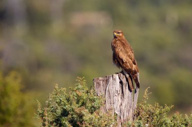 Yeşil arka planda oturan yaygın akbaba (Buteo buteo).
