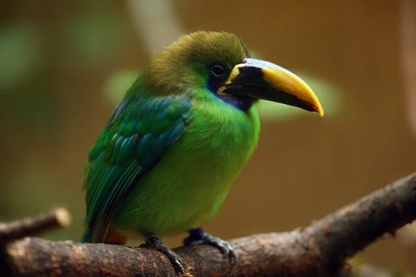 Blue Throated Toucanet Aulacorhynchus Caeruleogularis Sitting Branch Brown Background — 스톡 사진