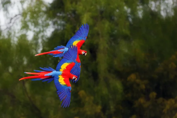 Guacamayo Escarlata Ara Macao —  Fotos de Stock