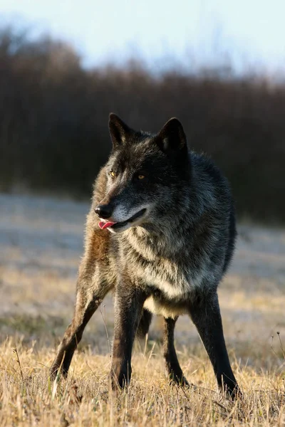 西北狼 Canis Lupus Occidentalis 站在草地上 狼獾一种狼 犬属狼獾 也被称为草原上的灰狼或木狼 — 图库照片