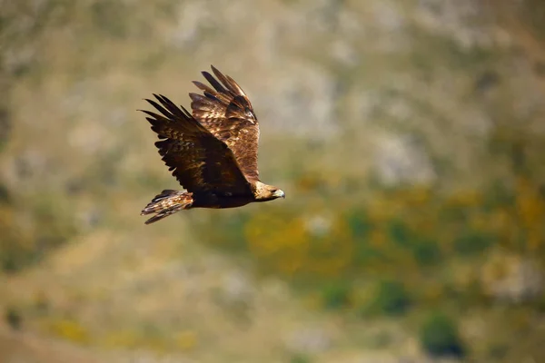 Águila Real Aquila Chrysaetos Volando Sobre Roca Águila Real Volando —  Fotos de Stock