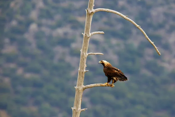 스페인 독수리 Aquila Adalberti 베리아 독수리 Iberian Imperial Eagle 스페인 — 스톡 사진