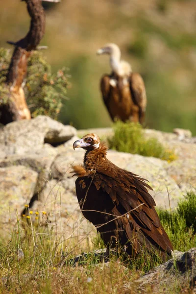 Cinereous Vulture Aegypius Monachus Also Known Black Vulture Monk Eurasian — Stock Photo, Image