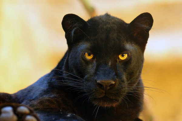 The leopard (Panthera pardus) portrait. Melanistic leopards are also called black panthers.