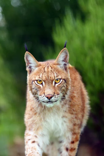 ユーラシア リンクス Lynx Lynx 肖像画 ユーラシア リンクスの肖像画リンクスの肖像画は緑の中にあり — ストック写真