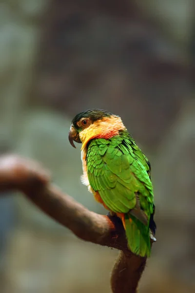 Papuga Czarnogłowa Pionites Melanocephalus Znana Również Jako Papuga Czarnogłowa Papuga — Zdjęcie stockowe