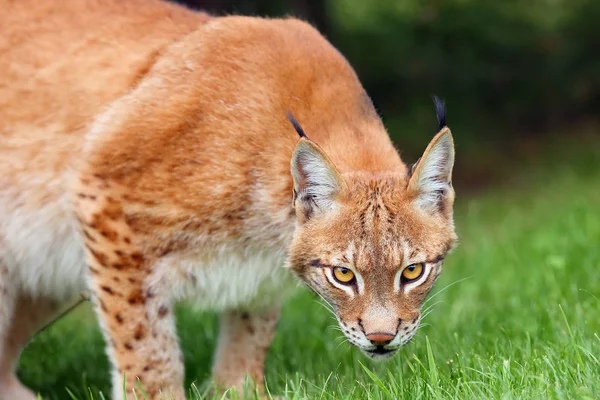 Eurázsiai Hiúz Lynx Hiúz Portré Eurázsiai Hiúz Portré Lynx Portré — Stock Fotó