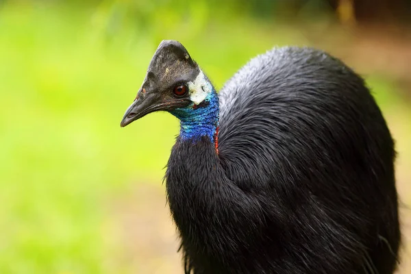 Trpasličí Cassowary Casuarius Bennetti Také Známý Jako Bennettův Cassowary Málo — Stock fotografie