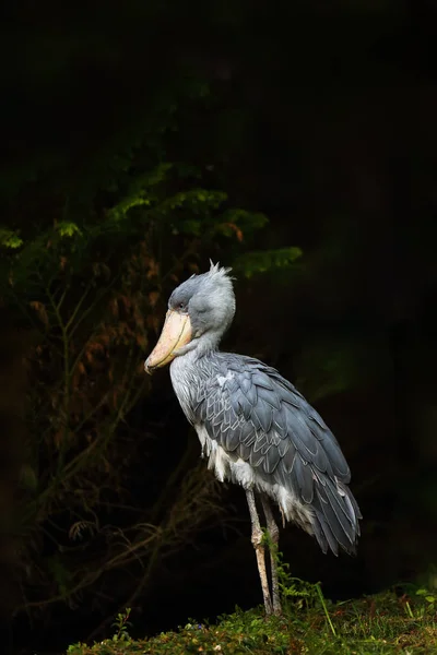 Balaeniceps Rex Balaeniceps Rex Известный Китоголовый Обутый Аист Темном Фоне — стоковое фото