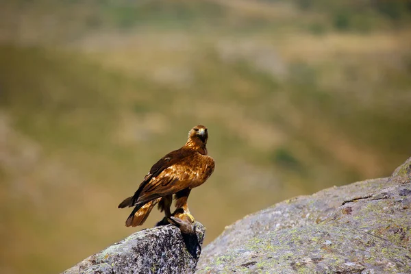 Golden Eagle Aquila Chrysaetos Sitting Rock Male Golden Eagle Spanish — 스톡 사진