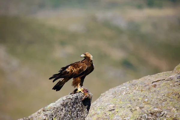 Golden Eagle Aquila Chrysaetos Sitting Rock Male Golden Eagle Spanish — 스톡 사진