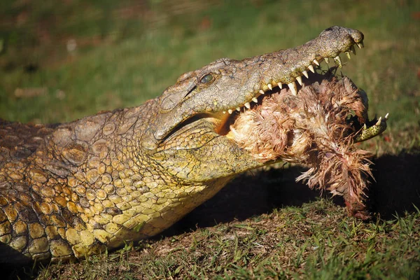 Nilkrokodilen Crocodylus Niloticus Porträtt Stor Nilkrokodil Gräs Med Byte Käkarna — Stockfoto