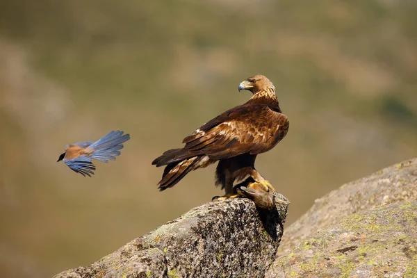 Der Steinadler Aquila Chrysaetos Sitzt Auf Dem Felsen Der Männliche — Stockfoto