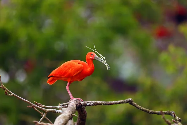 Šarlatové Ibis Eudocimus Ruber Sedí Větvi Větvičkou Zobáku Červená Ibis — Stock fotografie