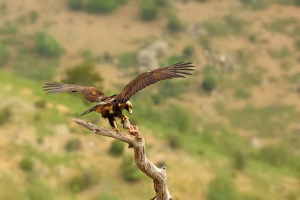 Spanish Imperial Eagle Aquila Adalberti Also Known Iberian Imperial Eagle — 스톡 사진