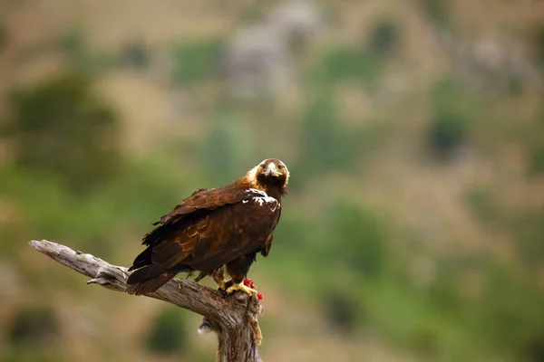 Aigle Impérial Espagnol Aquila Adalberti Également Connu Comme Aigle Impérial — Photo