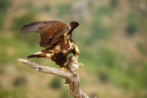 Spanish Imperial Eagle Aquila Adalberti Also Known Iberian Imperial Eagle — 스톡 사진