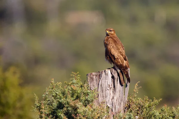 Common Buzzard Buteo Buteo Sitting Branch Green Background — 스톡 사진