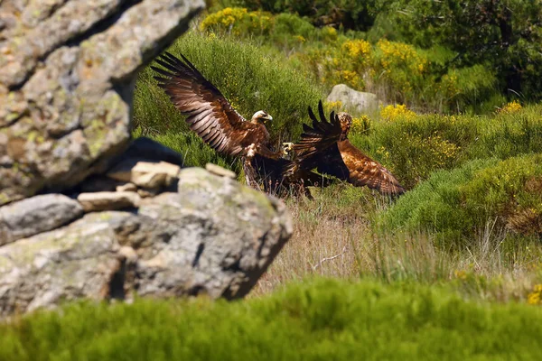 Golden Eagle Aquila Chrysaetos Spanish Imperial Eagle Aquila Adalberti Fighting — 스톡 사진