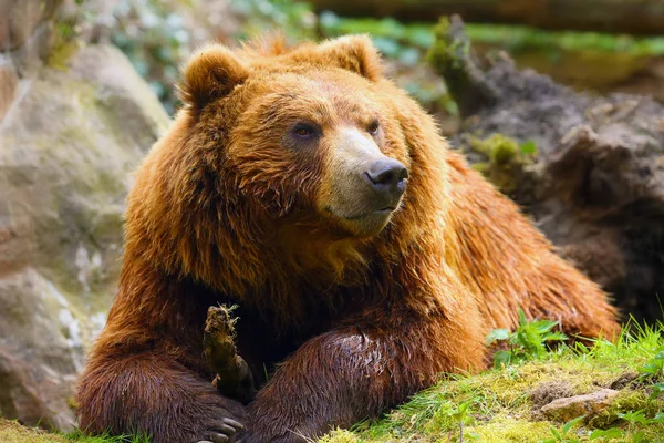 Mainland Grizzly Ursus Arctos Horribilis Portait Big Female Bear Grizzly — Stock Photo, Image