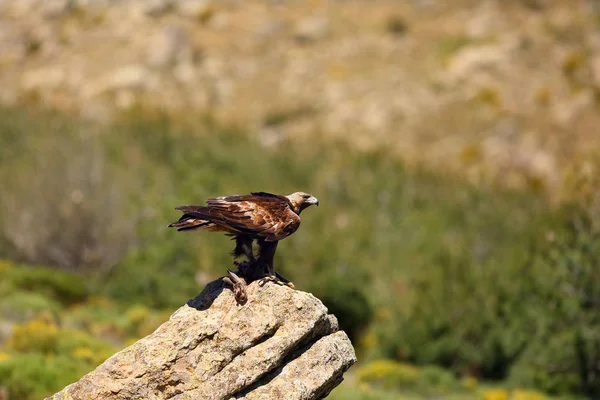 Golden Eagle Aquila Chrysaetos Sitting Rock Male Golden Eagle Spanish — 스톡 사진