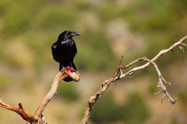 Der Gemeine Rabe Corvus Corax Auch Bekannt Als Der Nördliche — Stockfoto