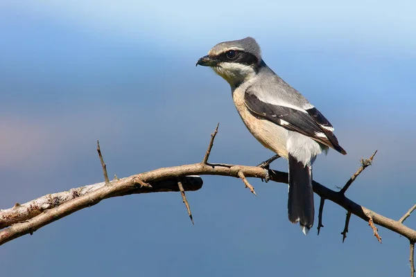 Great Grey Shrike Lanius Excubitor Known Northern Shrike Iberian Grey — Stock Photo, Image