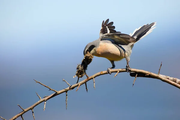 Grande Camarão Cinzento Lanius Excubitor Conhecido Como Camarão Norte Camarão — Fotografia de Stock