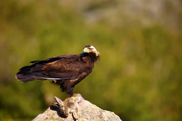 Spanish Imperial Eagle Aquila Adalberti Also Known Iberian Imperial Eagle Stock Picture