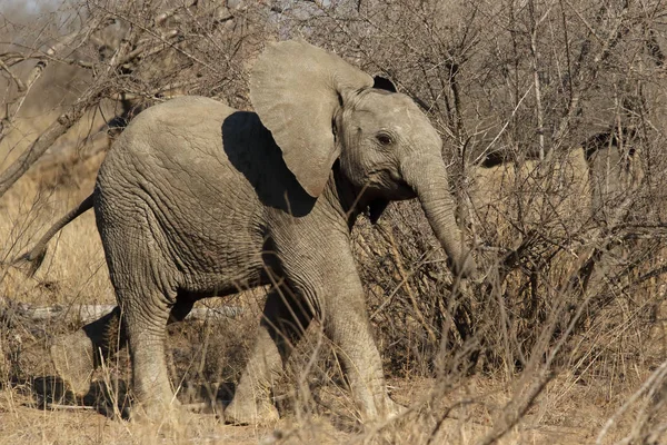 Dziecko Afrykańskiego Słonia Krzaczastego Loxodonta Africana Przechodzi Przez Krzaki Suchej — Zdjęcie stockowe