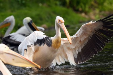 Büyük beyaz pelikan (Pelecanus onocrotalus) aynı zamanda doğu beyaz pelikan, pembe pelikan ya da beyaz pelikan olarak da bilinir..