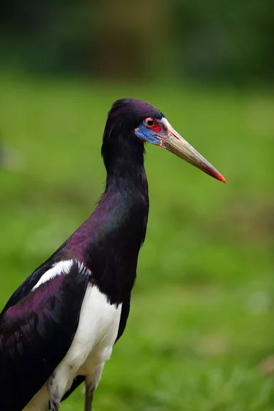 Cegonha Abdim Ciconia Abdimii Também Conhecida Como Cegonha Barriga Branca — Fotografia de Stock